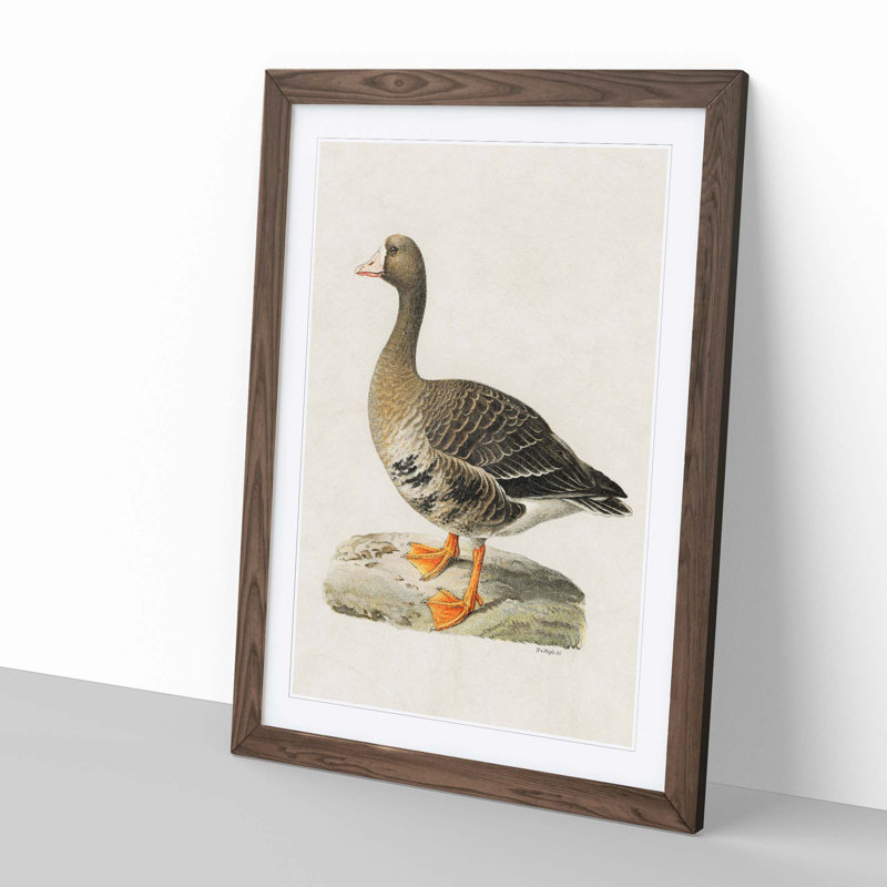 White-Fronted Goose by Von Wright - Framed Print, Walnut, 50cm H x 35cm W x 2cm D