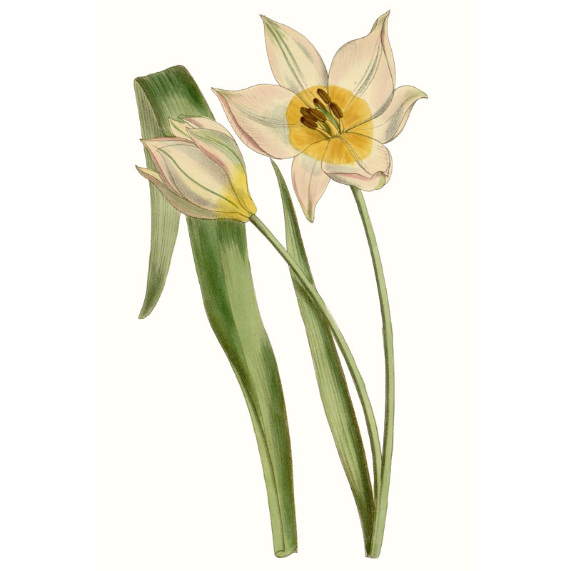 Tulips III 1 Piece Wrapped Canvas Painting, 122cm H x 81cm W