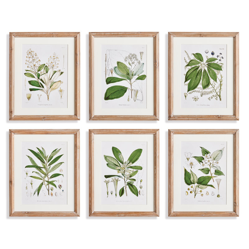 Classic Flower and Leaf Study Prints
