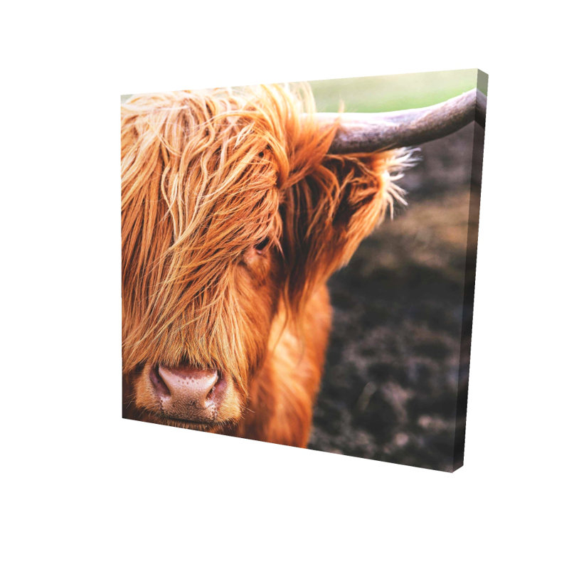 Portrait Highland Cow - Toile orange pour la décoration intérieure