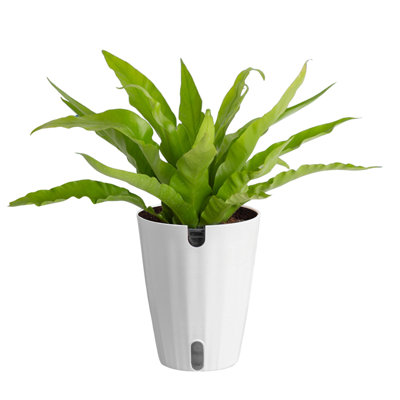 Costa Farms Bird's Nest Fern Plant