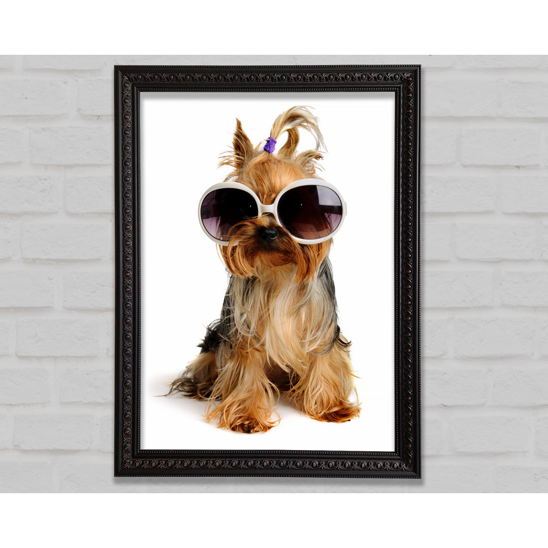 Yorkshire Terrier Hund Glamour - Einzelner Bilderrahmen Druck