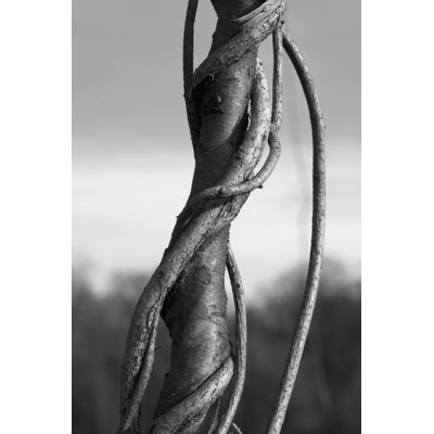 Vine Close Up by Thomas Brill - Wrapped Canvas Print