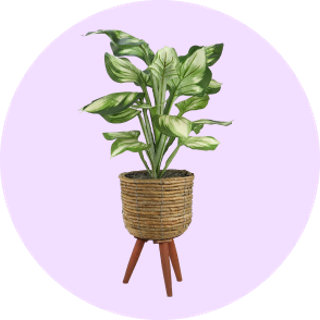 Décor
