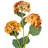 Ranbir Hydrangea Stem-1455323392