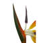 Fiori Bird Of Paradise Arrangement