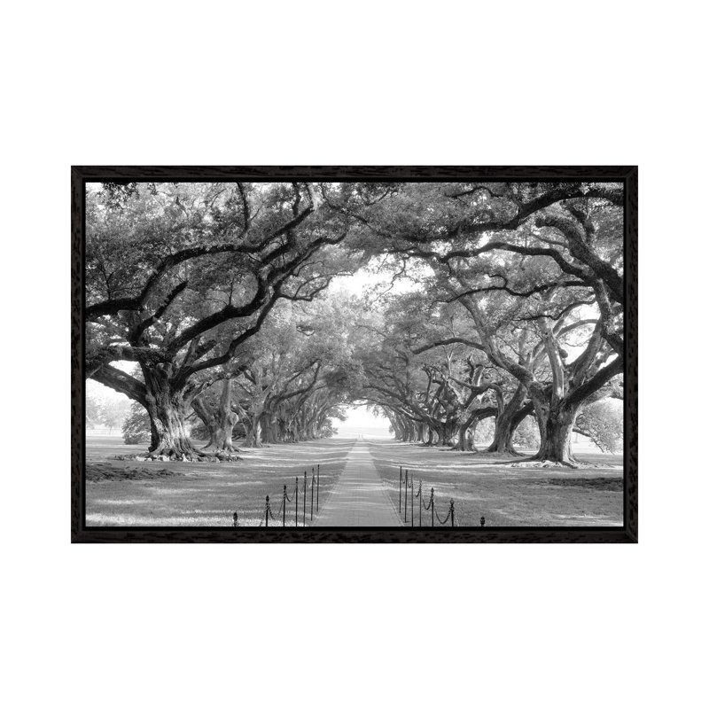Brick Path Through Alley Of Oak Trees, Louisiana, New Orleans, USA (Black And White) I by Panoramic Images - Floater Frame Gallery-Wrapped Canvas Giclée on Canvas