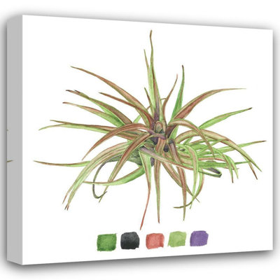 «One Allium Way®», galerie d'art sur toile tendue par Melissa Wang: Air Plant Study II