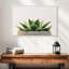Plante grasse en pierre-267397877-267397876