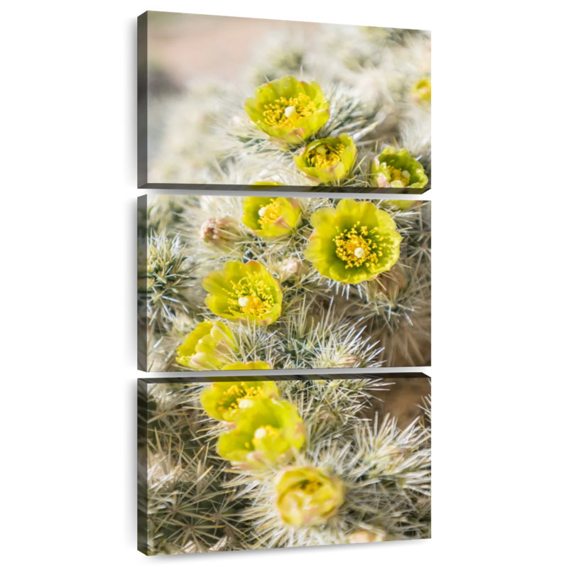Cholla cactus, H 27 po x l 12 po