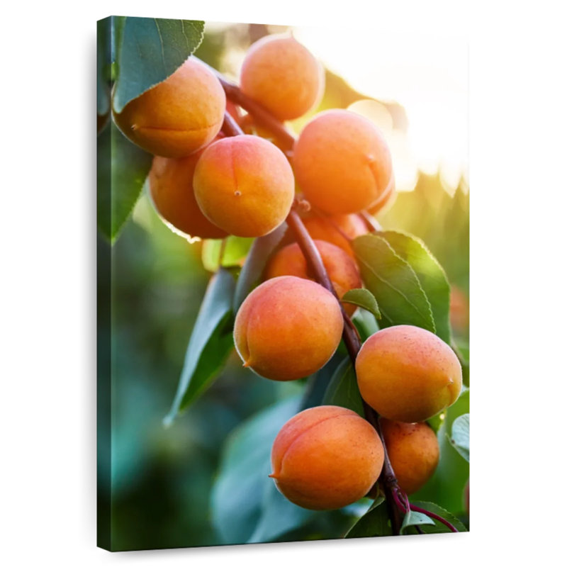 Apricots On A Branch, 48" H x 32" W