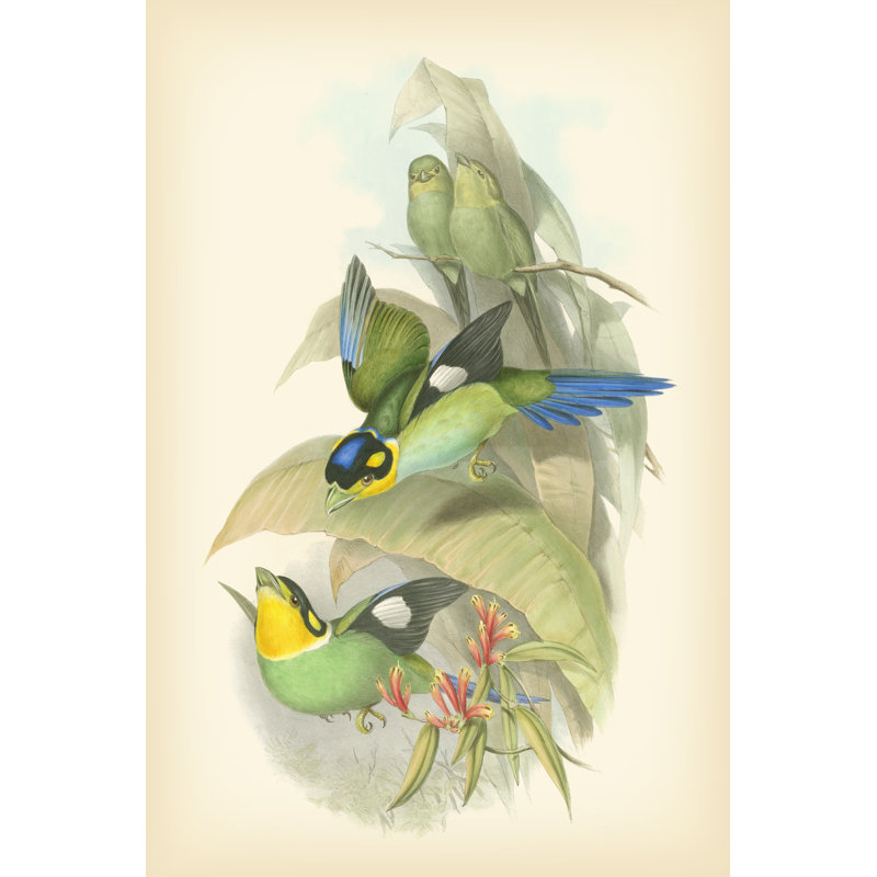Gould Birds of the Tropics I 1 Piece Wrapped Canvas Painting, 30cm H x 20cm W x 3.8cm D