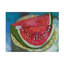 Watermelon V - reproduction sur toile tendue-2078335383