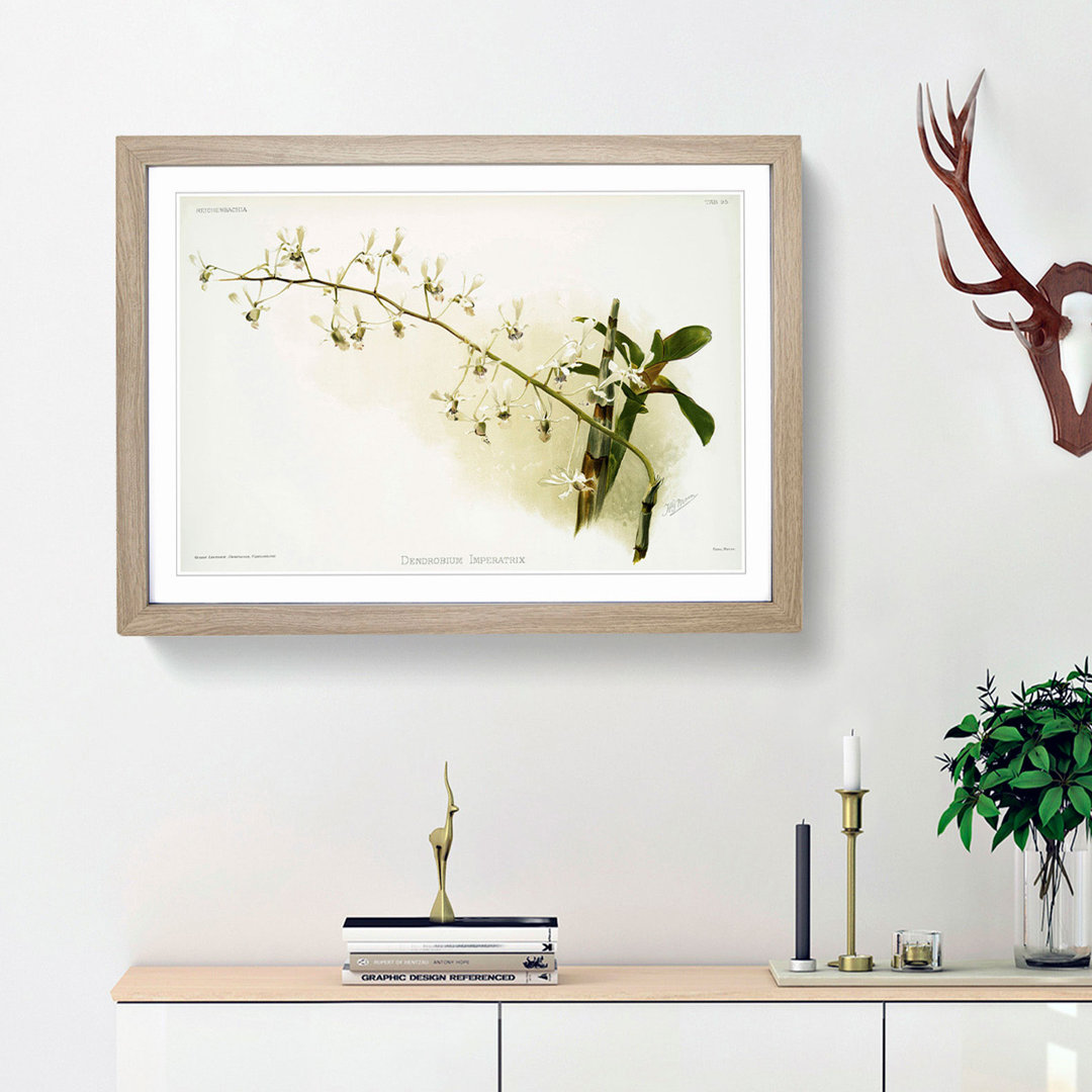 Magnolia Flowers Illustration Tab. 95 by Frederick Sander - Framed Print
