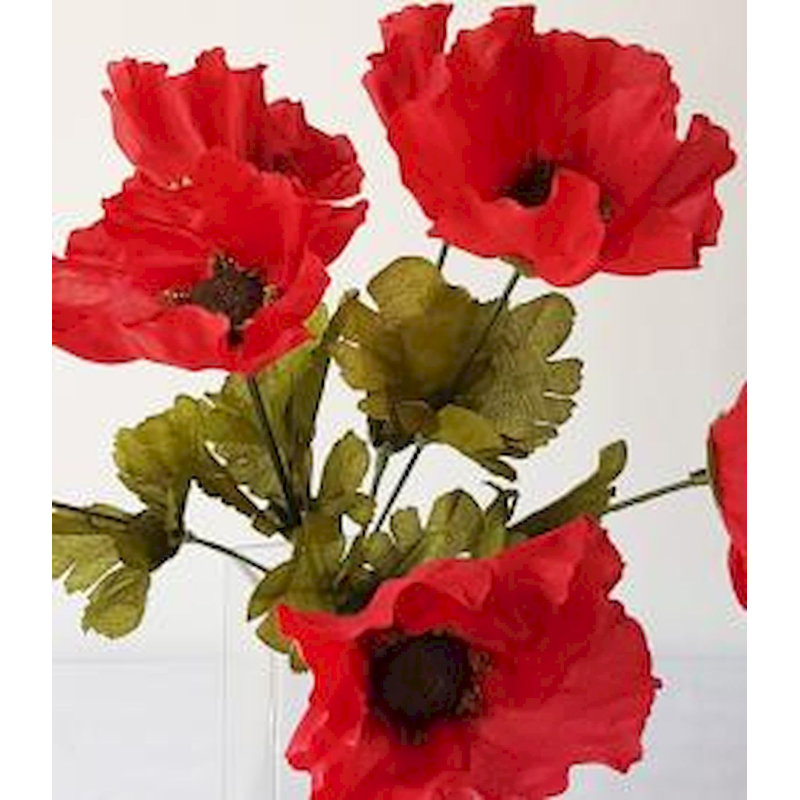 Buisson de coquelicots rouges