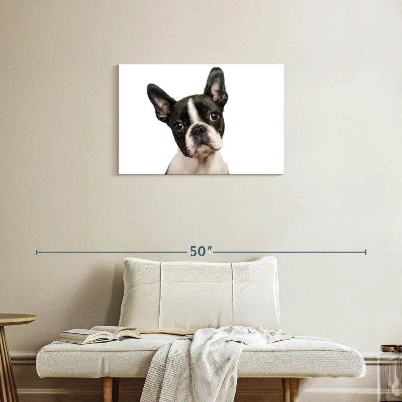 Brampt Little Boston Terrier, H 20 po x l 30 po