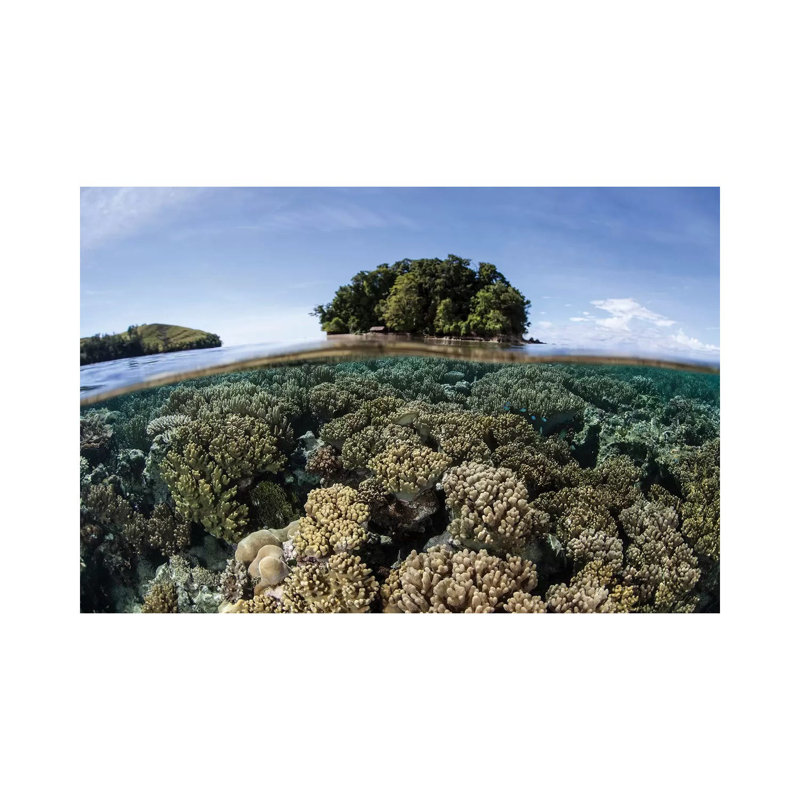 A Healthy Coral Reef Grows In The Solomon Islands III by Ethan Daniels - Wrapped Canvas Print, 20.32 cm H x 30.48 cm W