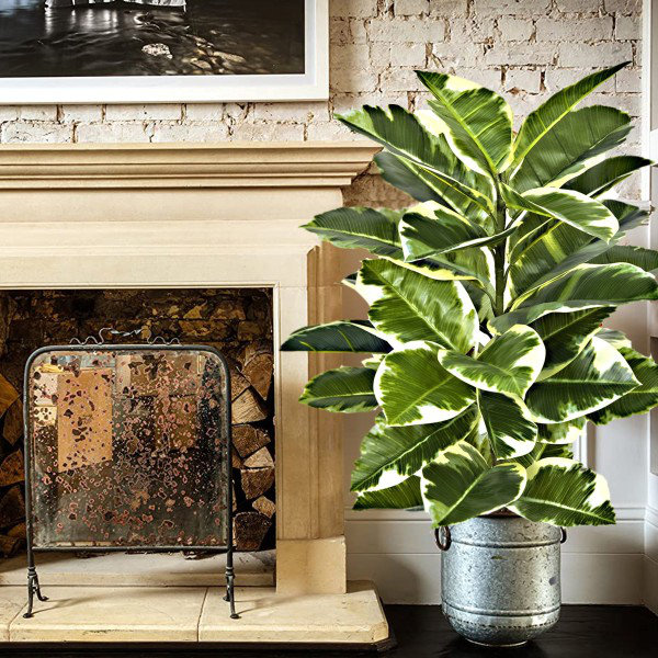 107cm Plant
