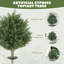 60cm Plant