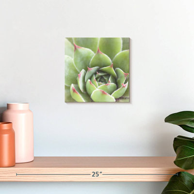 Harnek Garden Succulents III