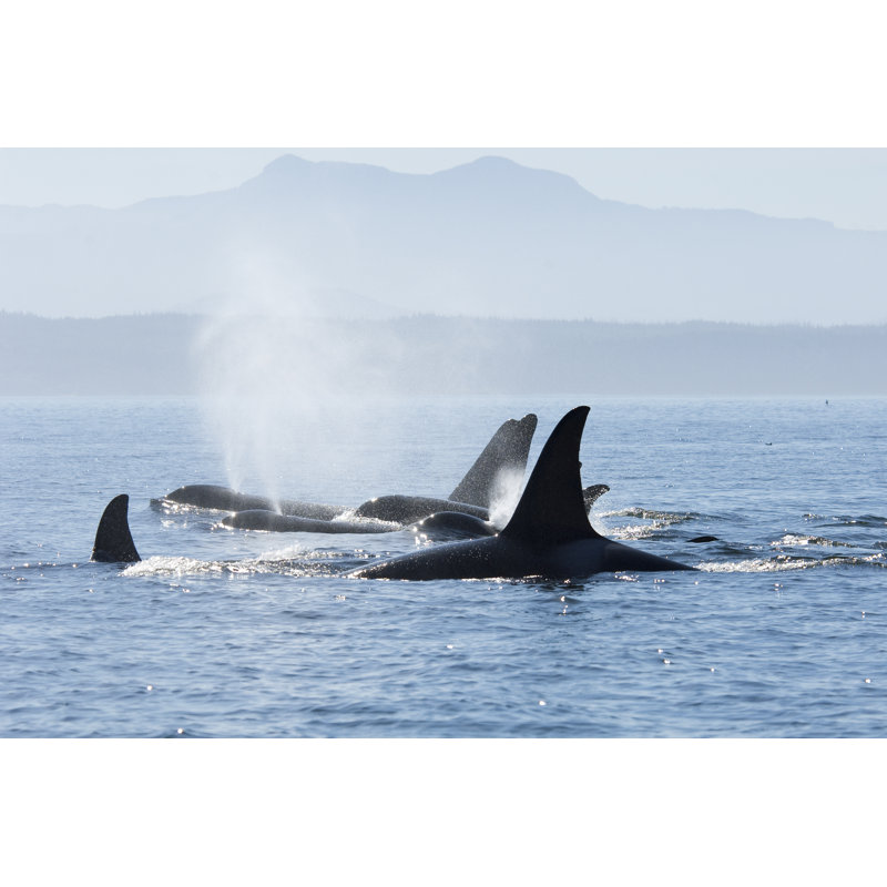 Orca Pod In Resting Line by Jannie_nikola - Wrapped Canvas Print, 30cm H x 46cm W