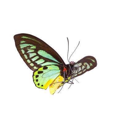 Butterfly by Liliboas