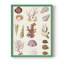 Coral & Shell Collage II, reproduction encadrée - bois massif-1884428755-1884428766
