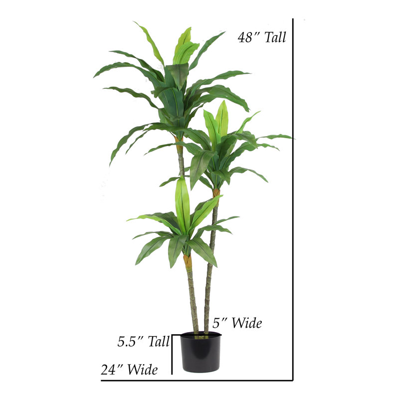 48 po plante Dracena