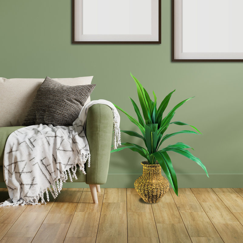 Urne en panier 36 po Dracaena