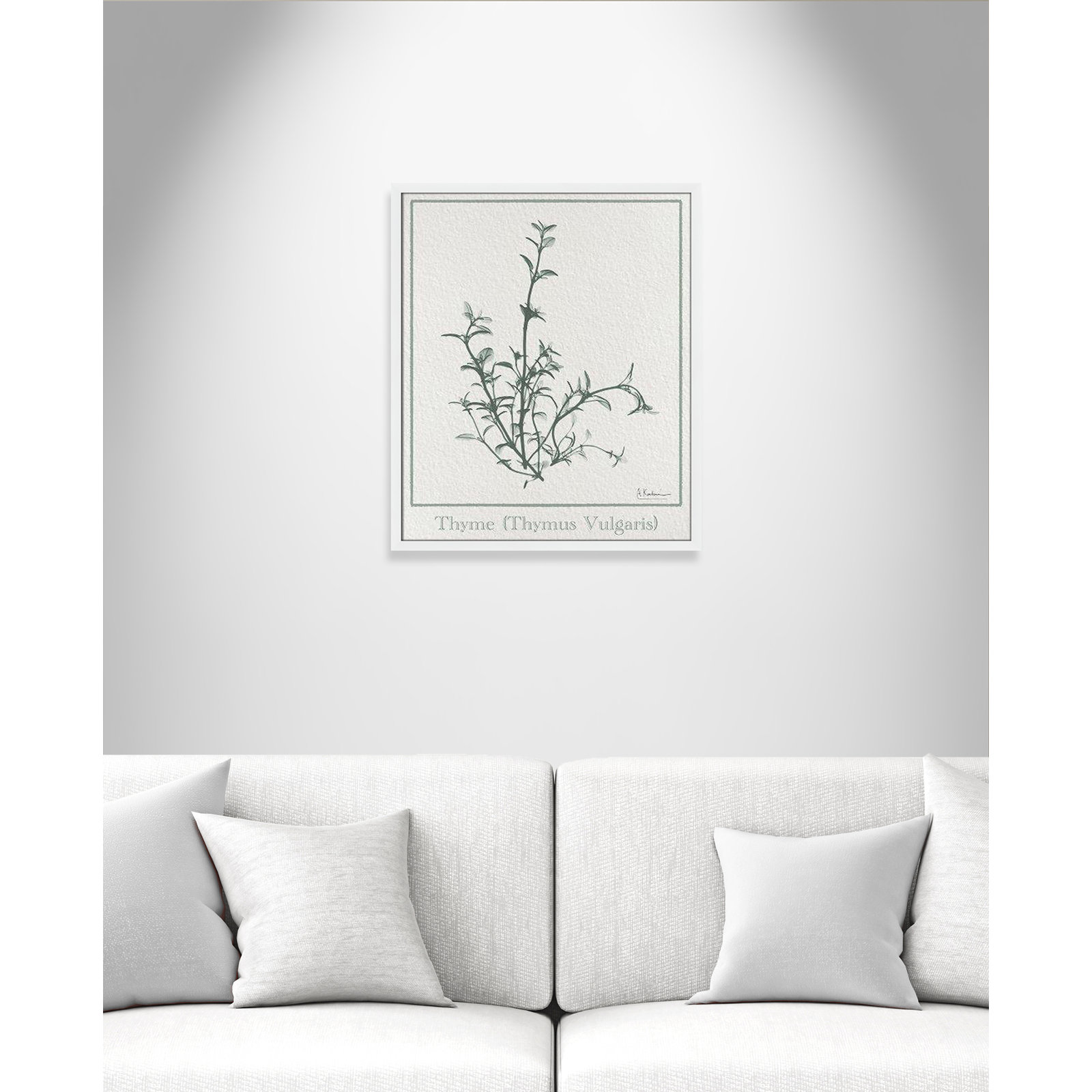 Jeanette "Thymus Vulgaris" Print, 25.5" H x 21.5" W x 1.25" D, Satin White Framed Paper