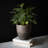 Handmade Pot Planter
