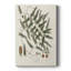 Botanical Society Ferns X - Gallery Cavas-117869212