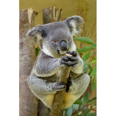 Koala Bear - photographie sur toile tendue