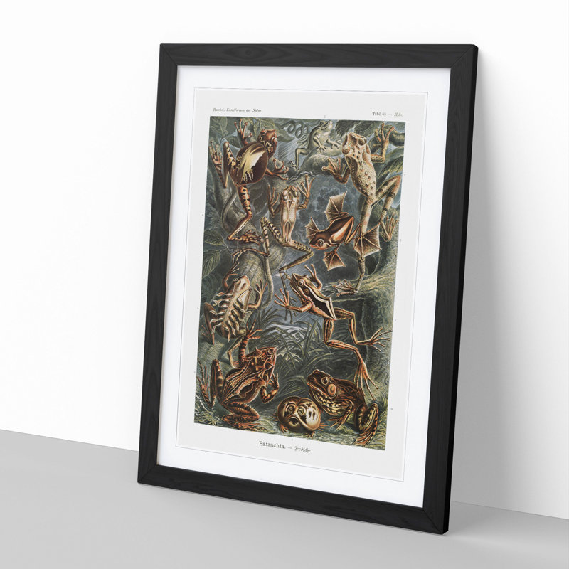 Frogs and Toads by Ernst Haeckel - Framed Print, 48cm H x 36cm W x 2cm D, Black Framed