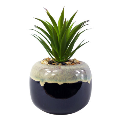 Annistin 20cm Plant