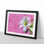 Pink and White Amaryllis Flower - Picture Frame Painting Print-56632807-56632811