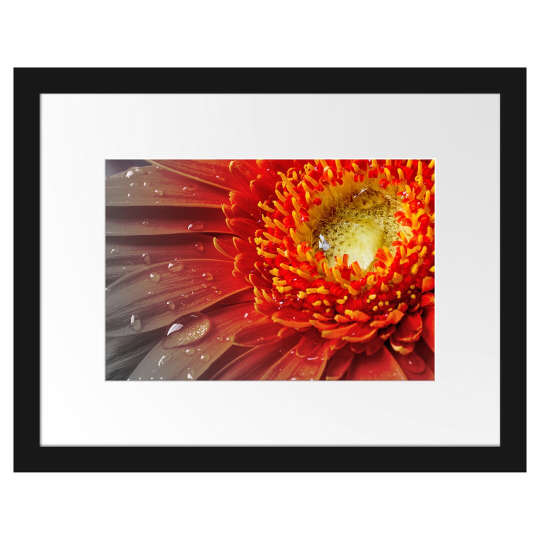 Gerahmtes Poster Gerbera mit Wassertropfen