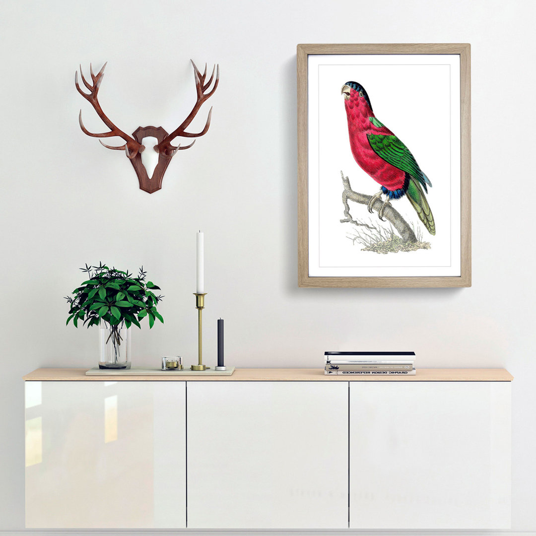 Crimson Parakeet by George Shaw - Framed Print