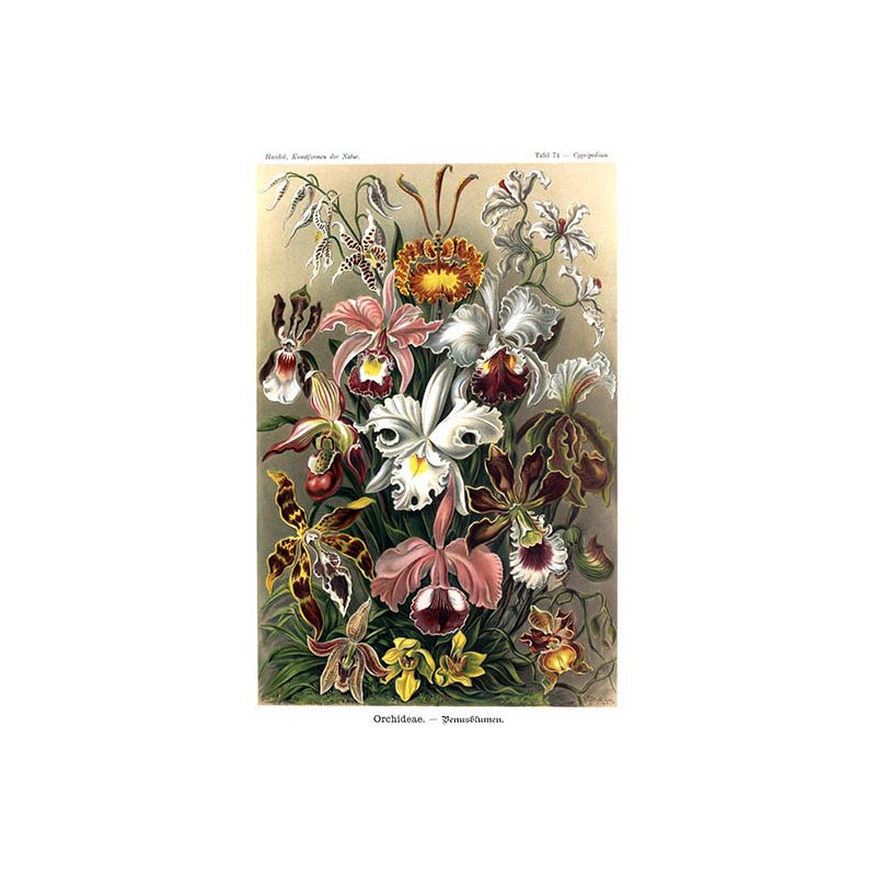 " Orchids " by Ernst Haeckel, 36" H x 24" W x 1.5" D