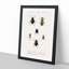 Beetle Illustrations PL.7a by Charles D'Orbigny - Single Picture Frame Print-55544079-55544080