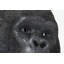Deco Figurine Monkey Gorilla-39125181-39125180