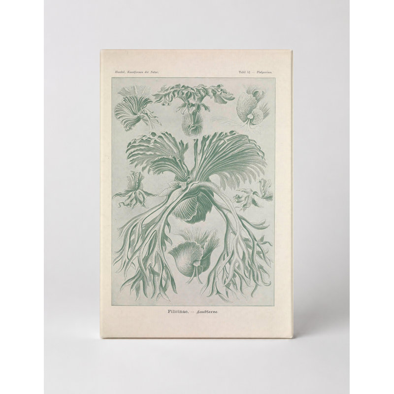 Art mural, Tafel 52 - Filicinae (1904) - Art mural sur toile, 14" W x 11" H