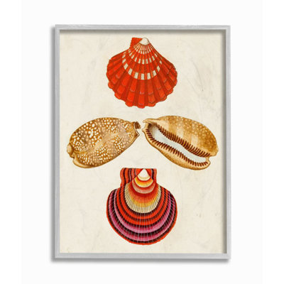 " Antique Brown Speckled Red Striped Sea Shell Art " by G.W. Knorr