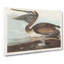 A Brown Pelican by John James Audubon - Wrapped Canvas-55368069
