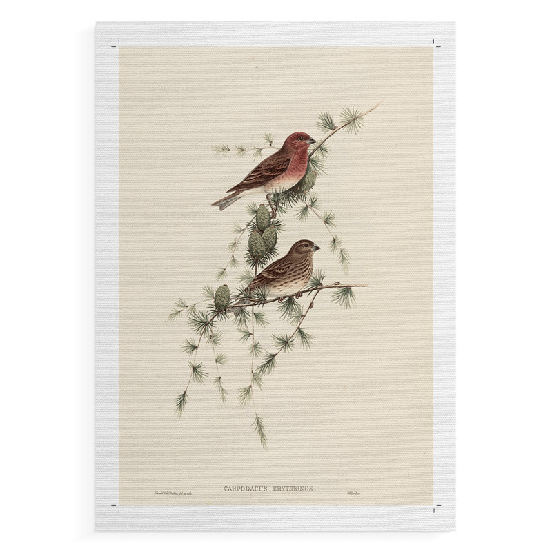 Imprimé animalier rétro - impression de toile seulement - non encadrée, H 18 po x l 12 po