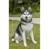 Siberian Husky Sitting
