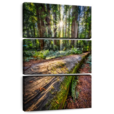 Harnek Sunrise In Jedediah Smith Redwood Forest