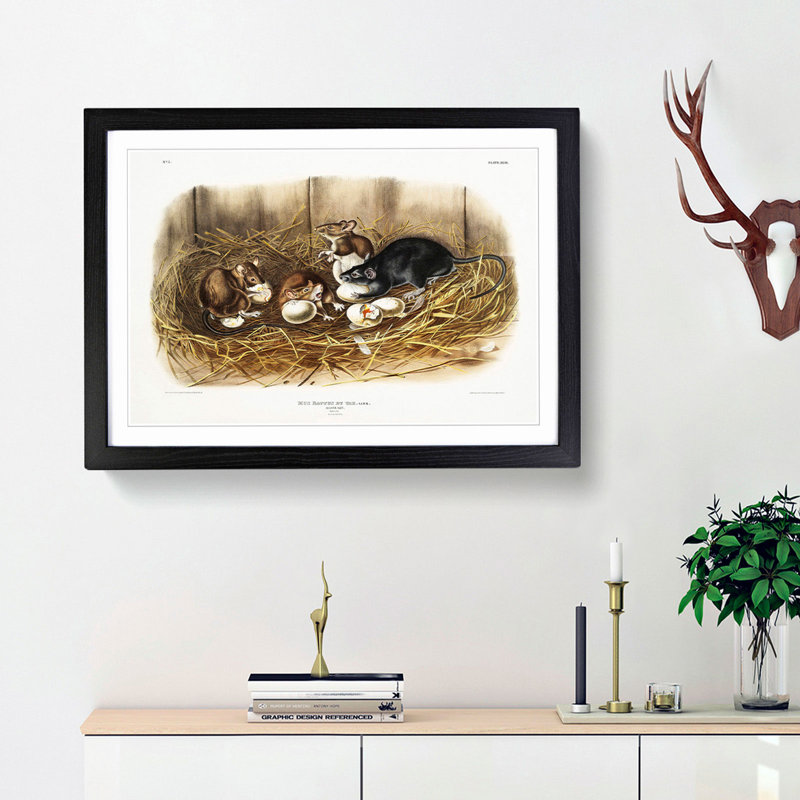 Black Rat by J.W. Audubon - Picture Frame Painting Print, 62cm H x 87cm W x 2cm D, Black Framed