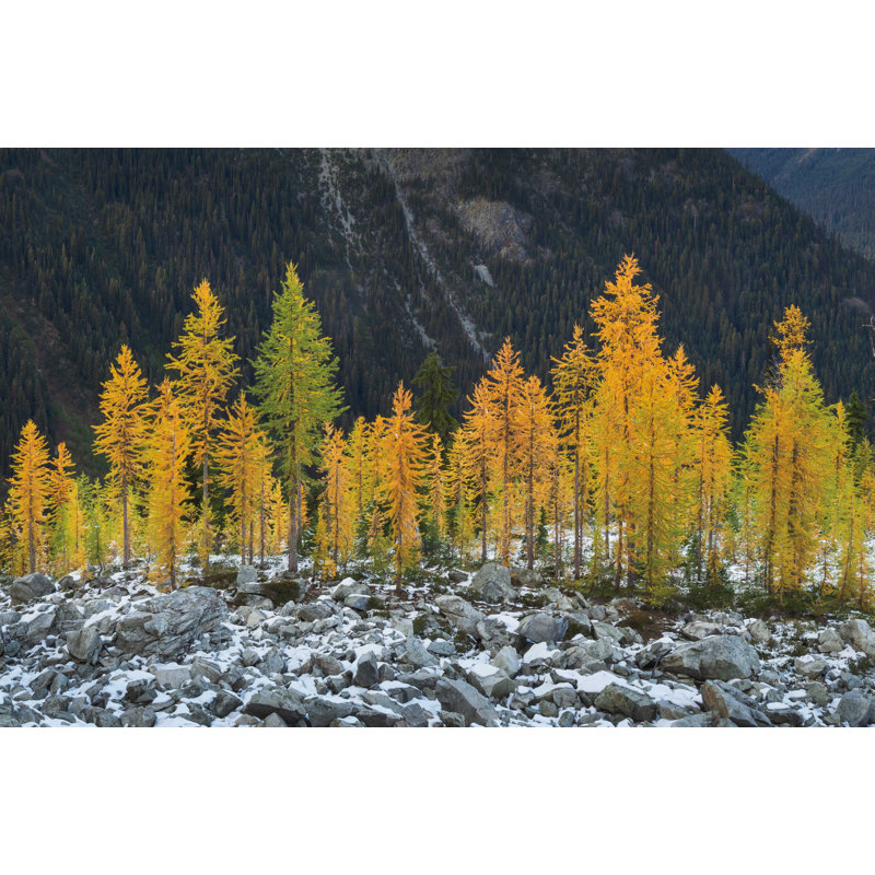 Alpine Larches North Cascades, H 8 po x l 12 po, Non, Toile tendue