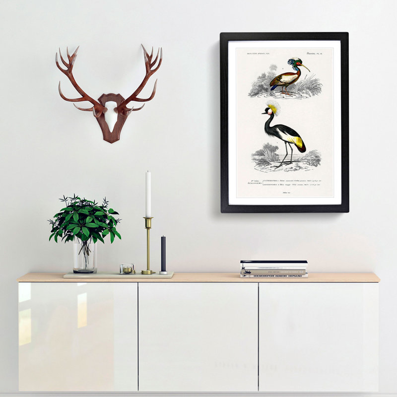 Bird Illustrations PL. 9 by Charles d Orbigny - Framed Print, Black Framed, 45cm H x 33cm W x 2cm D